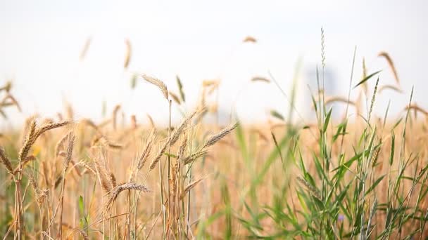 Espigas de trigo en el campo — Vídeo de stock