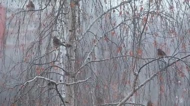 Huş ağacı üzerinde oturan kuşlar