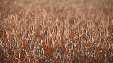 Sahada buğday kulakları