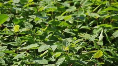Çalılıkların üzerinde yeşil yaprakları