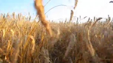 Sahada buğday kulakları