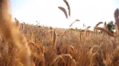 Sahada buğday kulakları