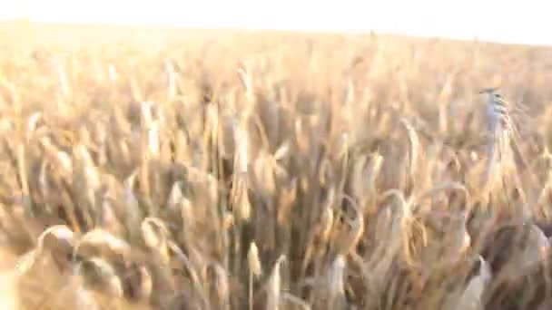 Pšeničné uši na poli — Stock video