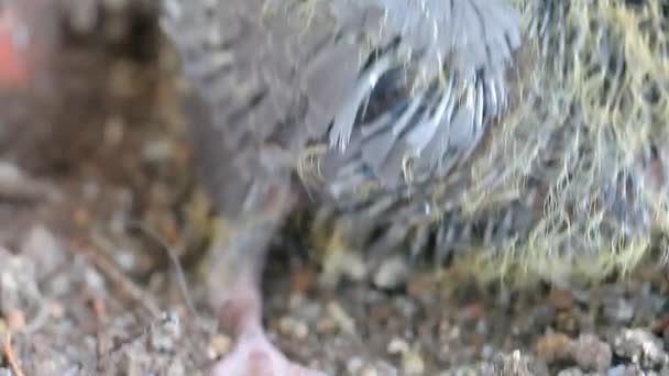 Newborn pigeon in the nest — Stock Video