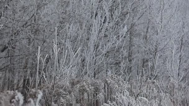 Drzewa pokryte lodem rym — Wideo stockowe