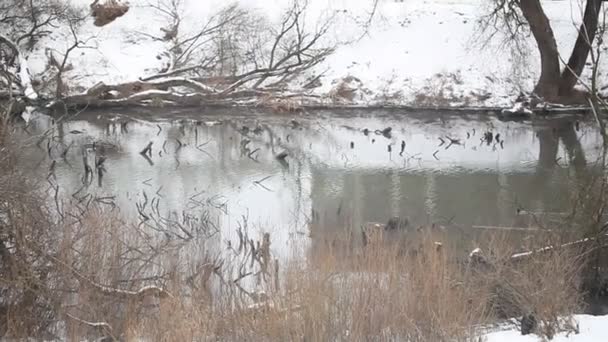 Jezero s plavání kachny — Stock video