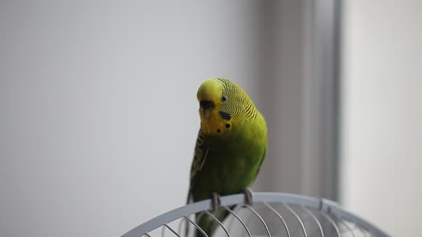 Pappagallo siede sul ventilatore — Video Stock