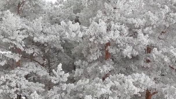 Pokryte śniegiem drzewa — Wideo stockowe