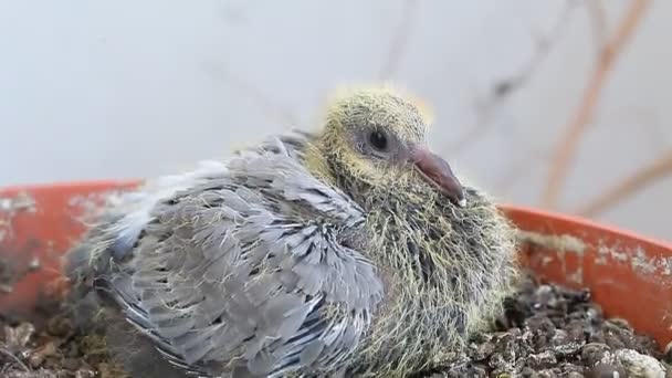 Pigeon nouveau-né dans le nid — Video