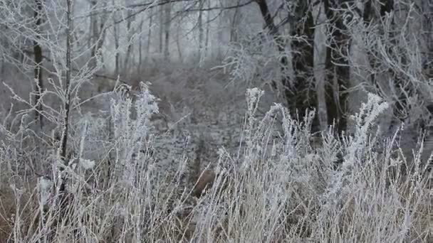Trees covered with rime ice — Stock Video