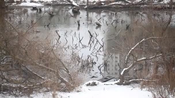 Lake with trees around — Stock Video