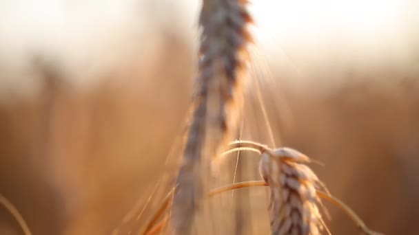 Espigas de trigo en el campo — Vídeo de stock