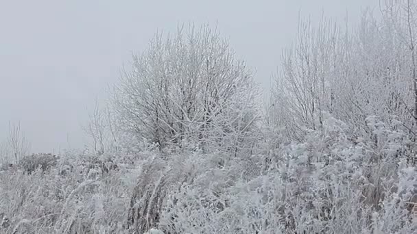 Bomen bedekt met rime ijs — Stockvideo