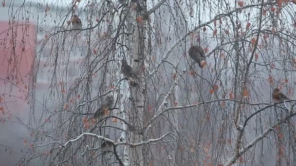 Vögel sitzen auf Birken — Stockvideo