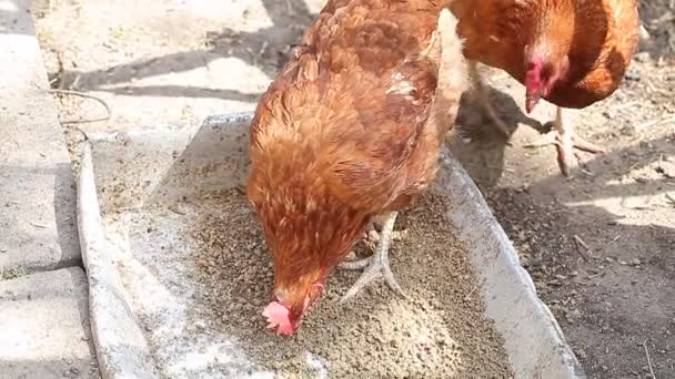 Pollos picoteando maíz — Vídeo de stock