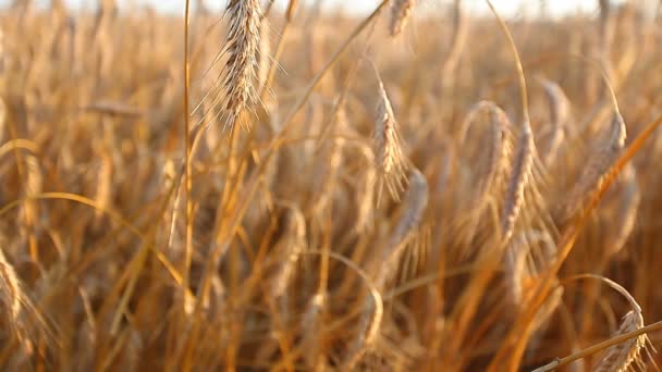 Wheat ears on field — Stock Video