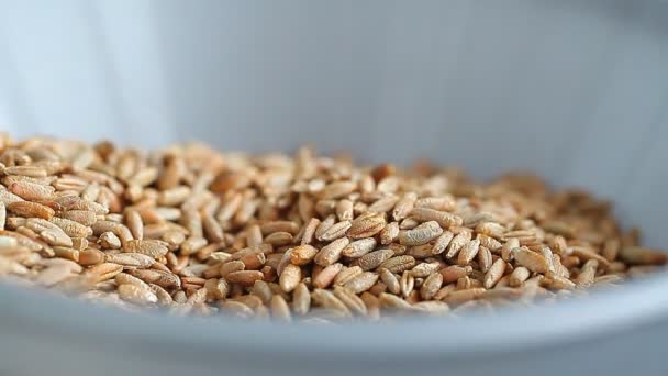 Cereali di grano in ciotola — Video Stock