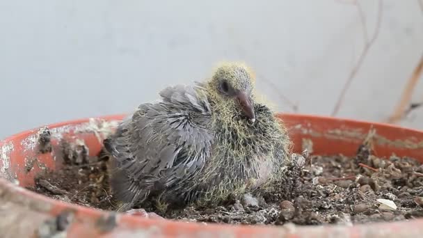 Newborn pigeon in the nest — Stock Video