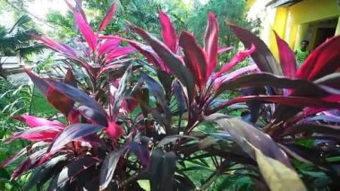 Ağacının kırmızı yaprakları