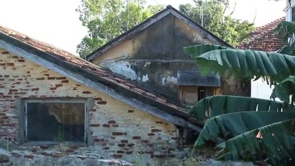 Старый дом и пальма — стоковое видео