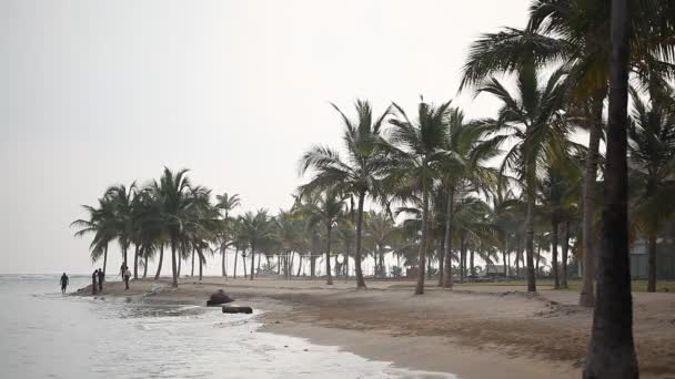 해변에 있는 야자나무 — 비디오