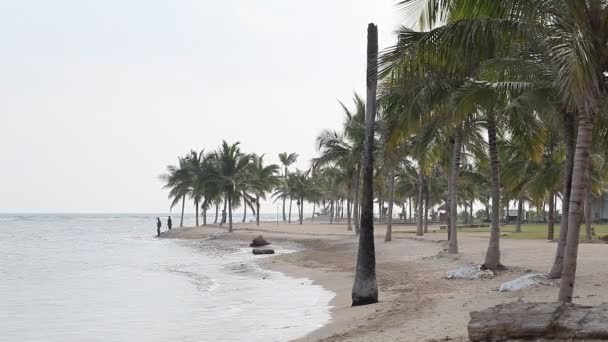 Palmeras en la playa — Vídeo de stock