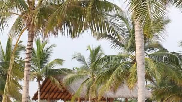 Sahilde palmiye ağaçları — Stok video