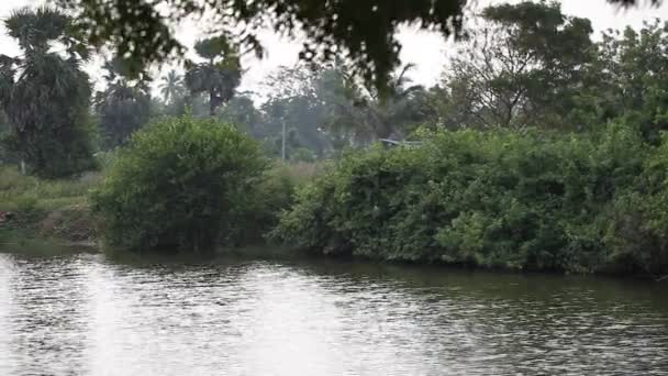 Río salvaje y un bosque — Vídeos de Stock