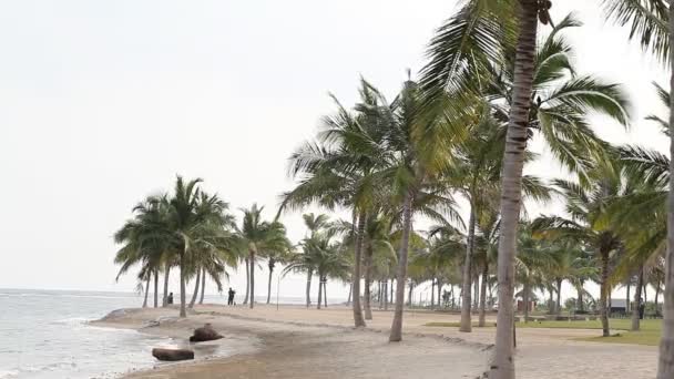 Palmeras en la playa — Vídeo de stock