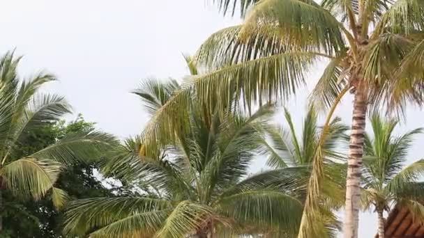 Δέντρα με φοίνικες στην παραλία — Αρχείο Βίντεο