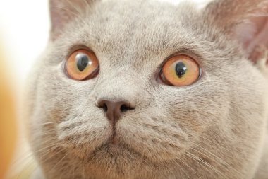 İngiliz Gri kedi doğurmak