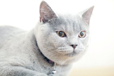 İngiliz Gri kedi doğurmak