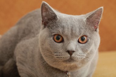 İngiliz Gri kedi doğurmak