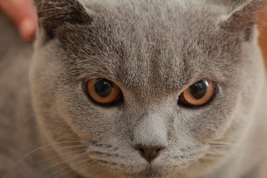 İngiliz Gri kedi doğurmak