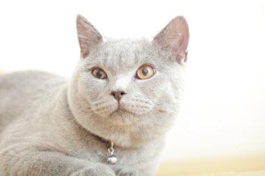 İngiliz Gri kedi doğurmak