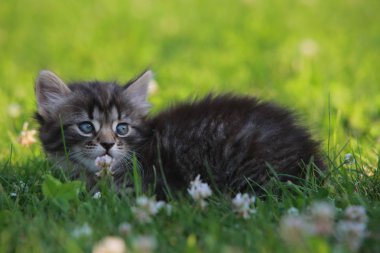 Çim de sevimli kedi