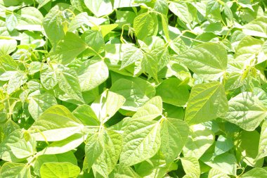 Genç fasulye yeşil yaprakları