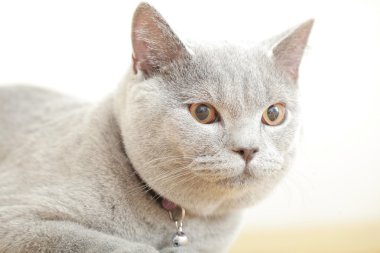 İngiliz Gri kedi doğurmak