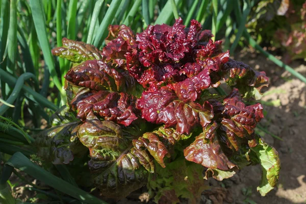 Красный салат в саду — стоковое фото