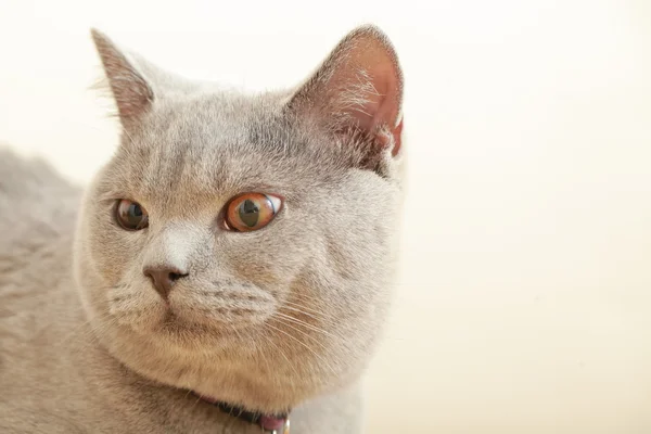 イギリス灰色の猫を品種します。 — ストック写真