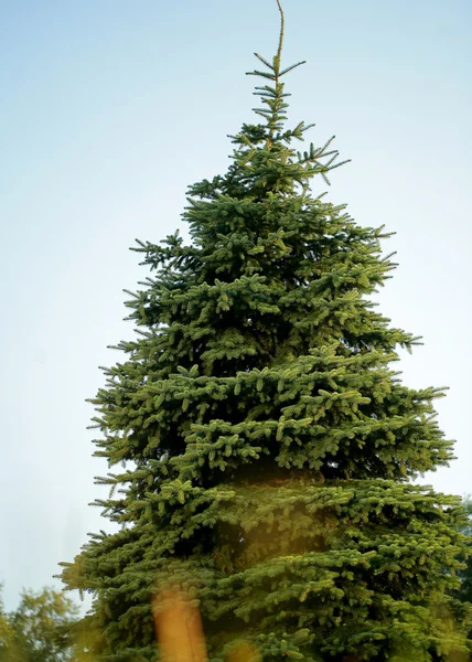 Groene dennenboom — Stockfoto