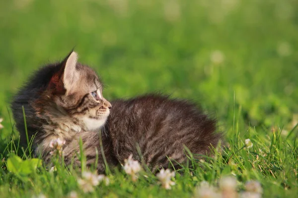 Cute kitten in grass — Stock Photo, Image