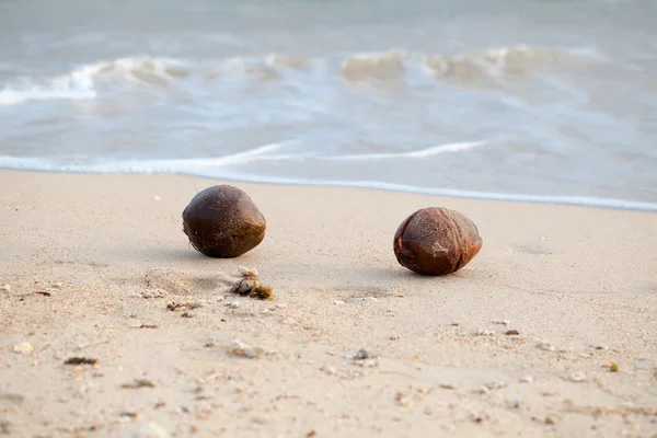 모래 해변에서 코코넛kokosnoot op zandstrand — Stockfoto