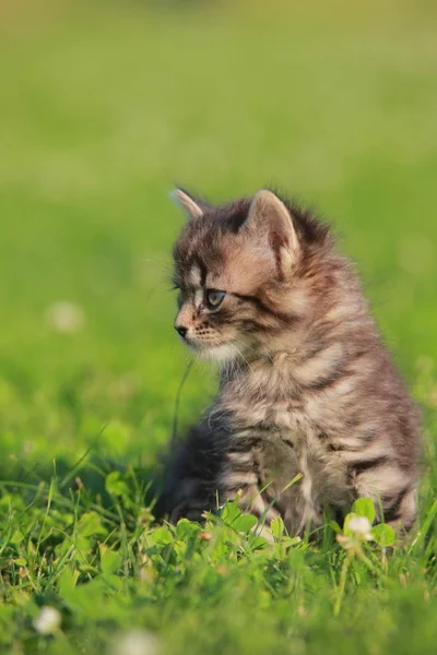 Cute kitten in grass — Stock Photo, Image