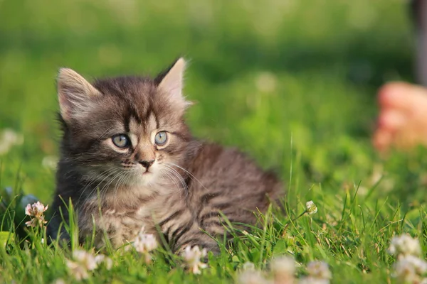 Cute kitten in grass — Stock Photo, Image