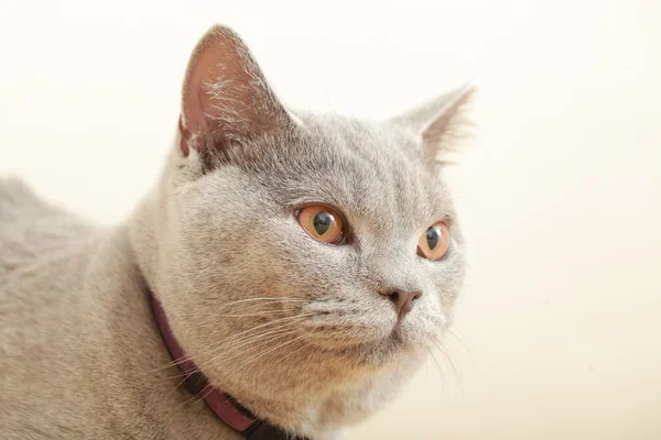 Britse RAS grijze kat — Stockfoto