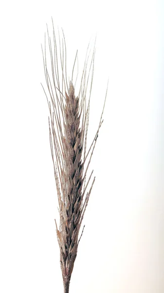 Шип золотой пшеницы — стоковое фото