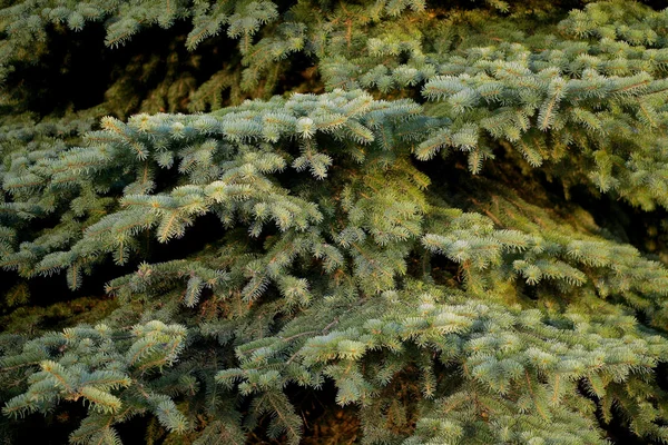 Green fir tree — Stock Photo, Image