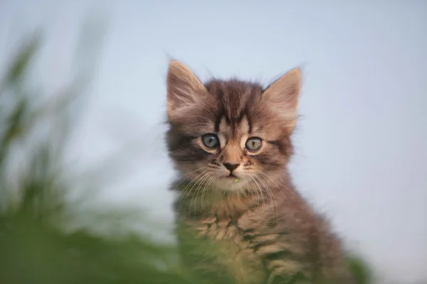 Cute kitten in grass — Stock Photo, Image
