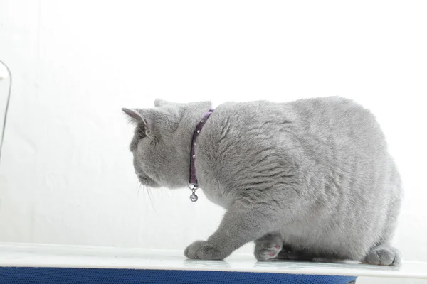イギリス灰色の猫を品種します。 — ストック写真